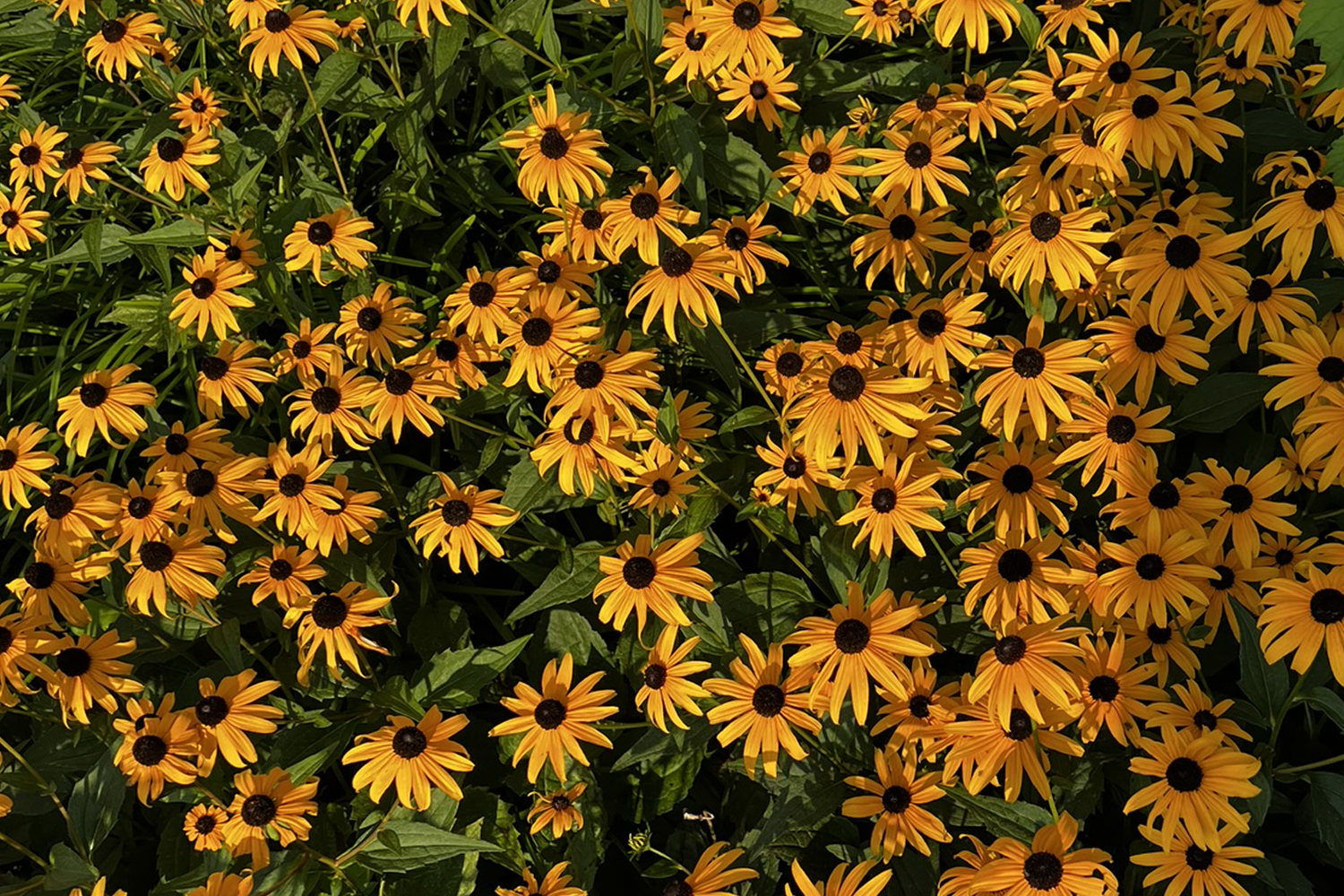Rudbeckia tomentosa – Sweet Black Eyed Susan Native Plantings Suffolk Hydroseeding.com 